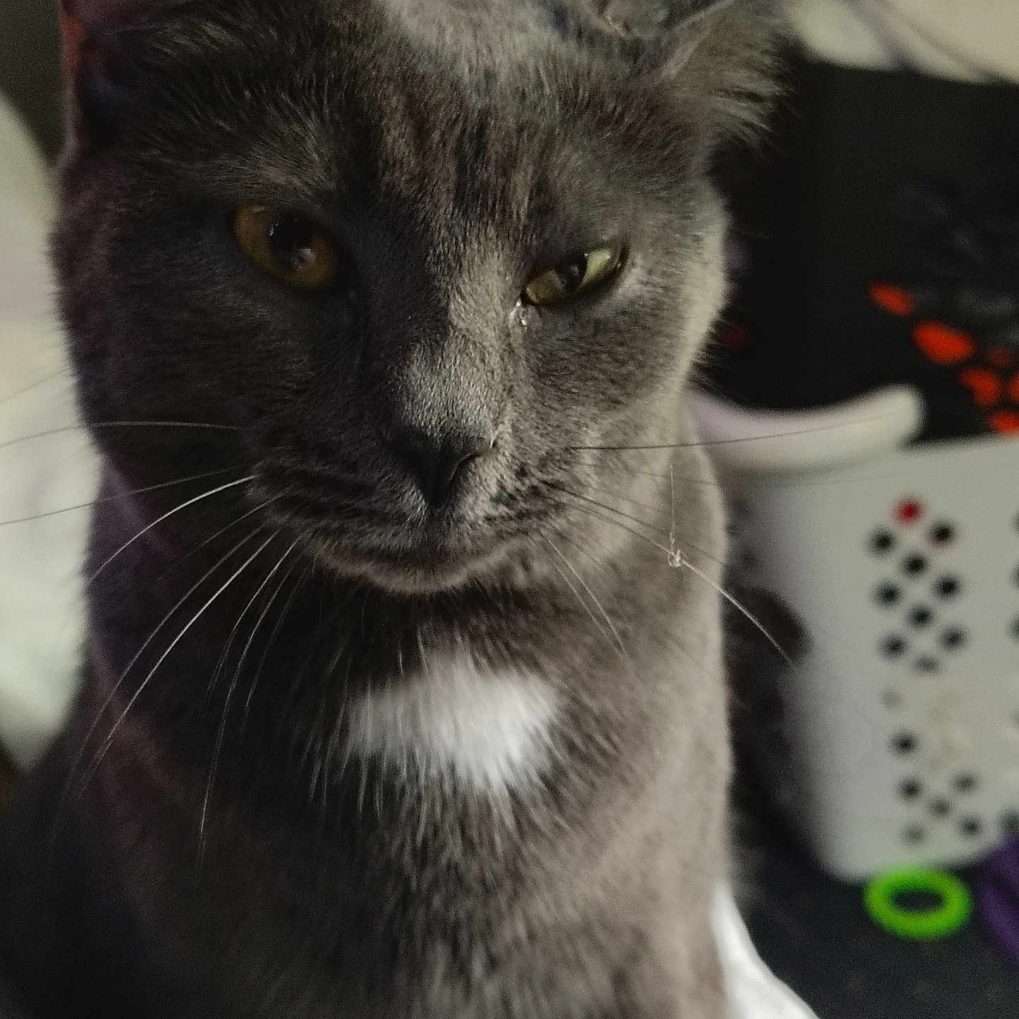 Grey Baby