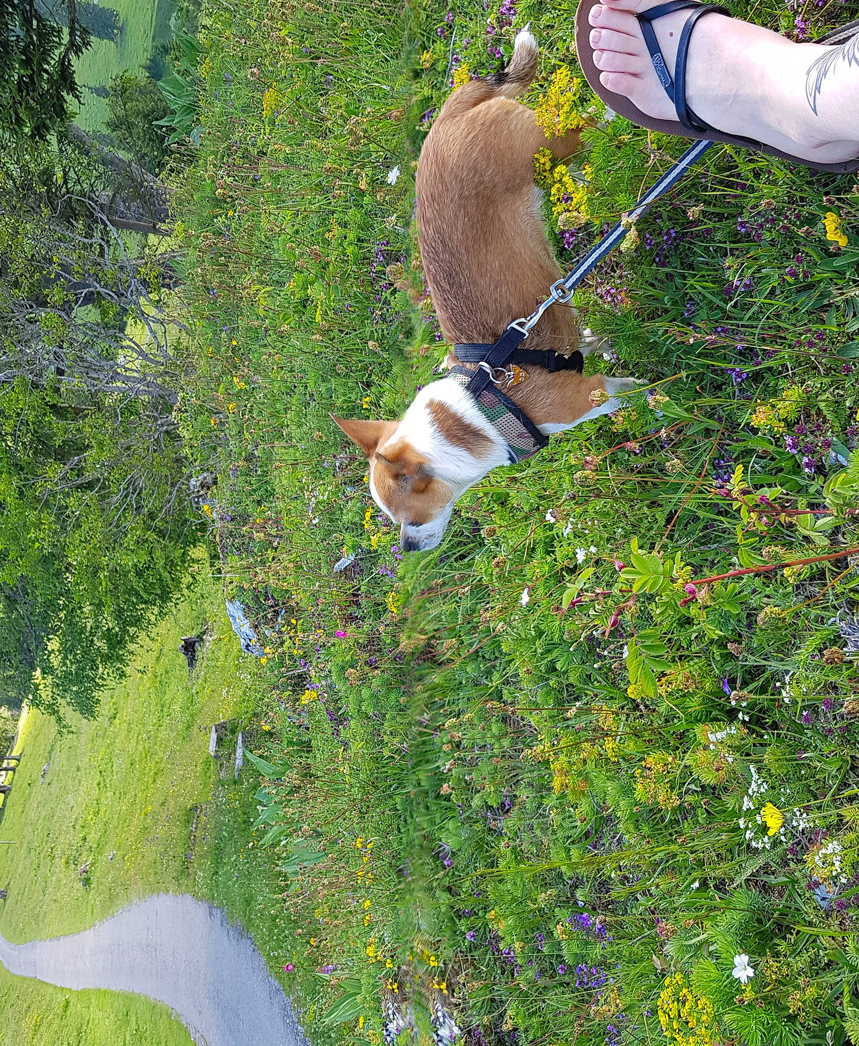 Liloo a rejoint le concours — aidez-le/la à gagner de superbes lots ! carnivore, companion_dog, corgi_chihuahua, dog, dog_breed, fawn, flower, grass, groundcover, landscape, leisure, natural_landscape, people_in_nature, plant, shrub, spring, tail, temperate_broadleaf_and_mixed_forest, tree, wildlife