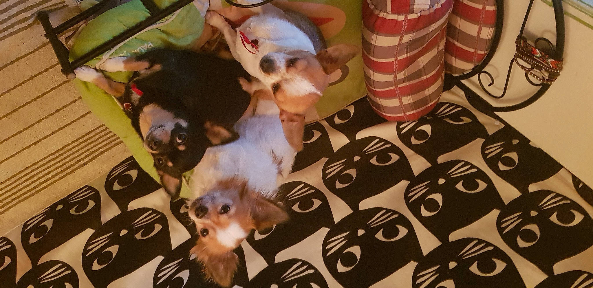 Liloo a rejoint le concours — aidez-le/la à gagner de superbes lots ! carnivore, chihuahua, companion_dog, dog, dog_breed, dog_supply, fawn, felidae, flooring, fur, linens, mammal, pattern, snapshot, snout, tail, textile, toy_dog, whiskers, working_animal