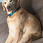 Maddie is registered to the contest to win money with this photo: animal, canine, collar, companion, couch, cute, dog, domestic, friendly, furniture, furry, house, indoor, labrador, light_brown, mammal, pet, relaxed, side_view, sitting