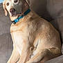 animal, canine, collar, companion, couch, cute, dog, domestic, friendly, furniture, furry, house, indoor, labrador, light_brown, mammal, pet, relaxed, side_view, sitting