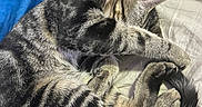 Miller is registered to the contest to win money with this photo: cat, tabby_cat, sleeping, curled_up, paw, fur, whiskers, ear, tail, striped, domestic_cat, pet, resting, cozy, indoor, closeup, feline, animal, cute, relaxed