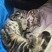 Miller is registered to the contest to win money with this photo: cat, tabby, sleeping, bed, cozy, feline, paw, tail, striped_fur, pet, indoor, cute, animal, resting, whiskers, soft_bedding, blue_blanket, white_sheet, relaxed, playful