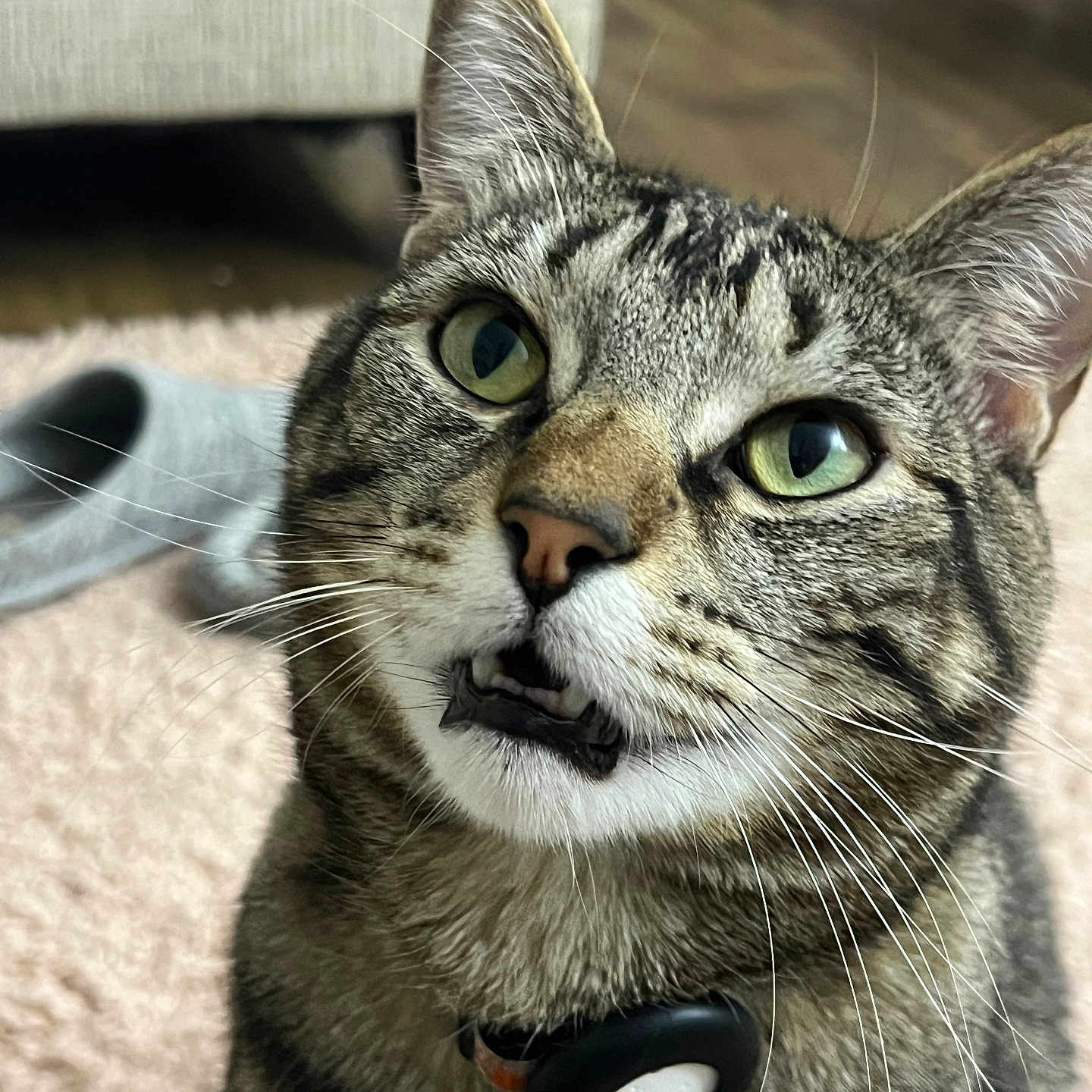 Miller joined the competition — help win amazing prizes! cat, tabby, green_eyes, close_up, whiskers, collar, pet, indoor, carpet, slipper, furniture, curious, animal, mammal, face, portrait, domestic_cat, fur, ears, nose