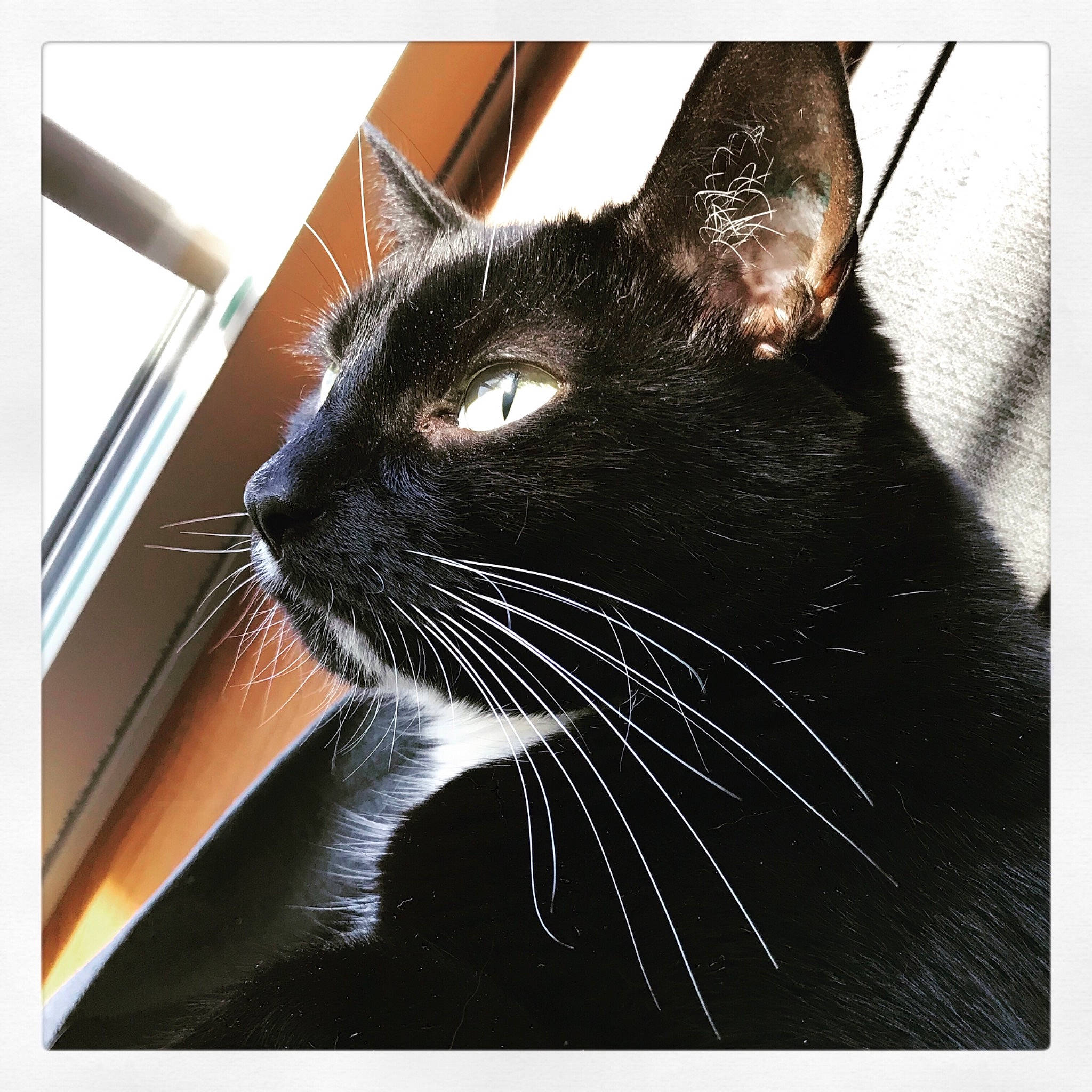 Coraline is registered to the contest to win money with this photo: black_cat, carnivore, cat, comfort, domestic_short_haired_cat, felidae, fur, monochrome, monochrome_photography, paw, rectangle, small_to_medium_sized_cats, snout, square, stock_photography, terrestrial_animal, tints_and_shades, whiskers, window