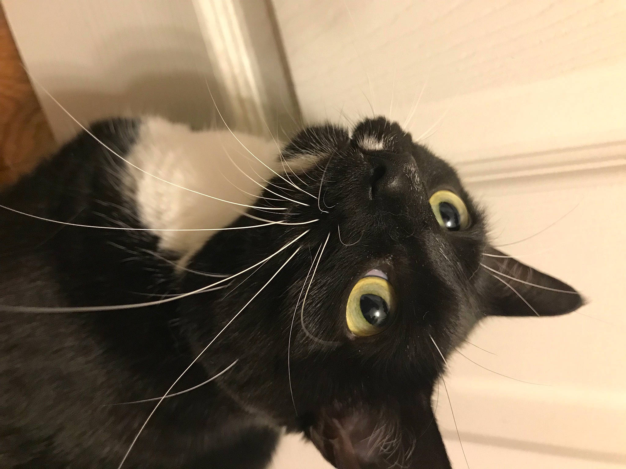 Coraline joined the competition — help win amazing prizes! black_cat, carnivore, cat, claw, domestic_short_haired_cat, ear, eye, felidae, fur, monochrome, monochrome_photography, nose, paw, small_to_medium_sized_cats, snout, tail, whiskers, window