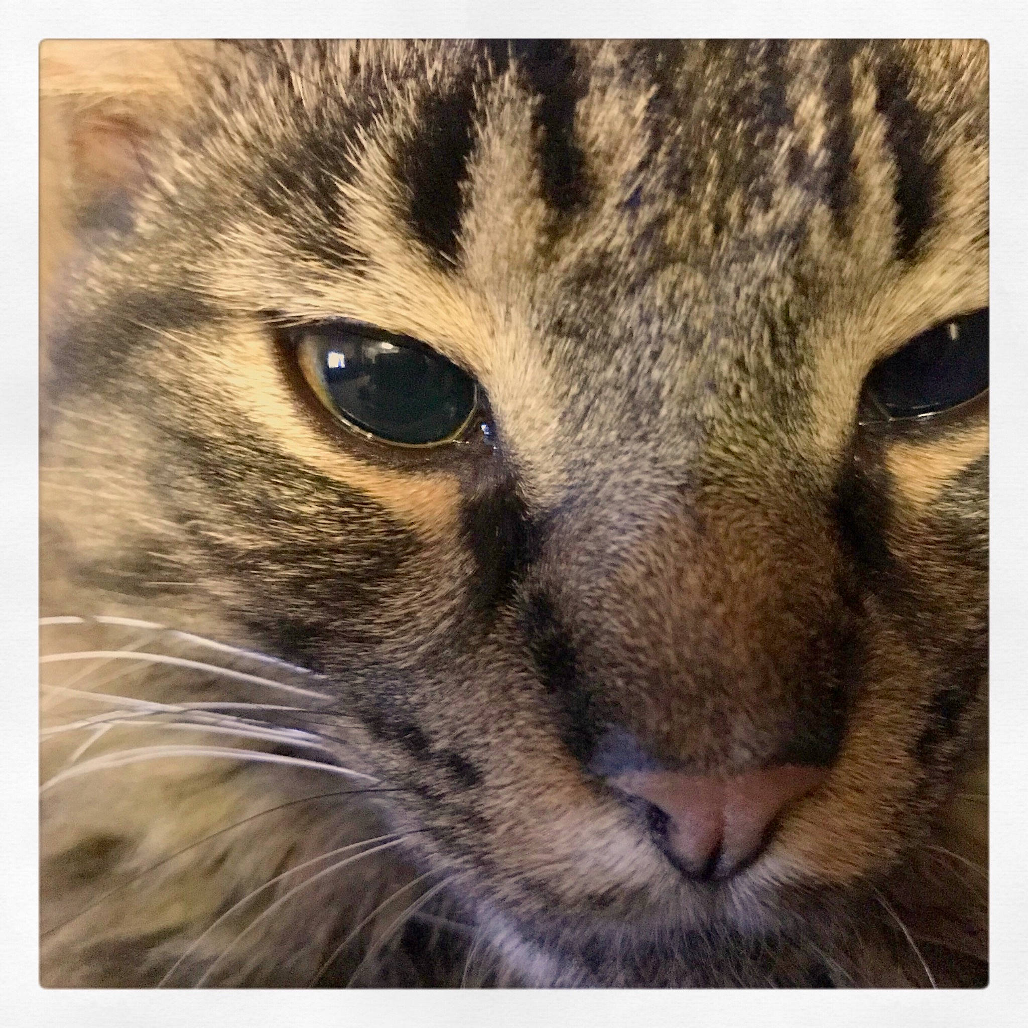 Rocket joined the competition — help win amazing prizes! art, beauty, carnivore, cat, close_up, domestic_short_haired_cat, eye, felidae, fur, head, lynx, rectangle, small_to_medium_sized_cats, snapshot, snout, stock_photography, terrestrial_animal, whiskers, wildlife, window