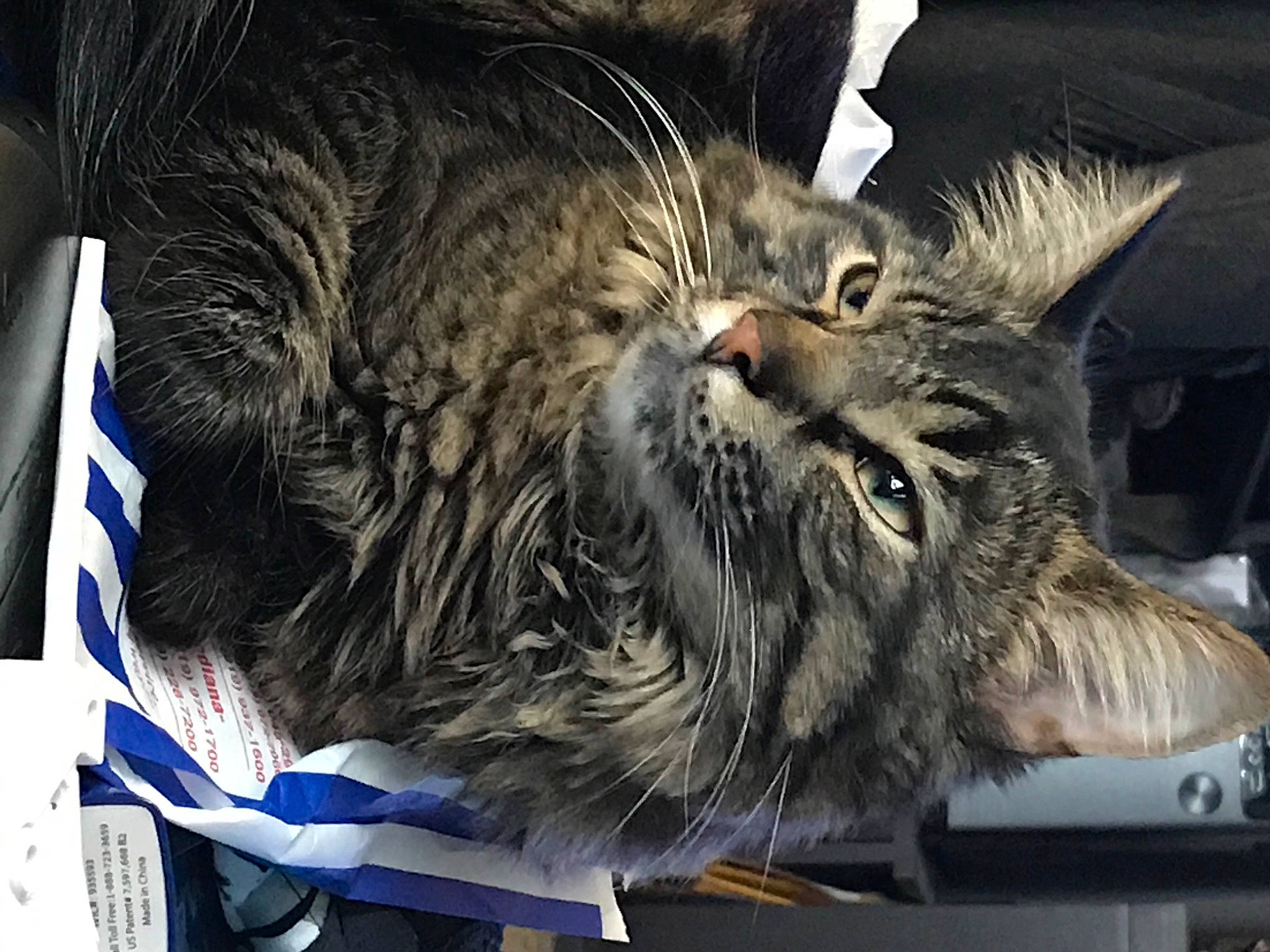 Rocket joined the competition — help win amazing prizes! carnivore, cat, claw, domestic_short_haired_cat, fang, felidae, fur, paw, small_to_medium_sized_cats, snout, terrestrial_animal, whiskers