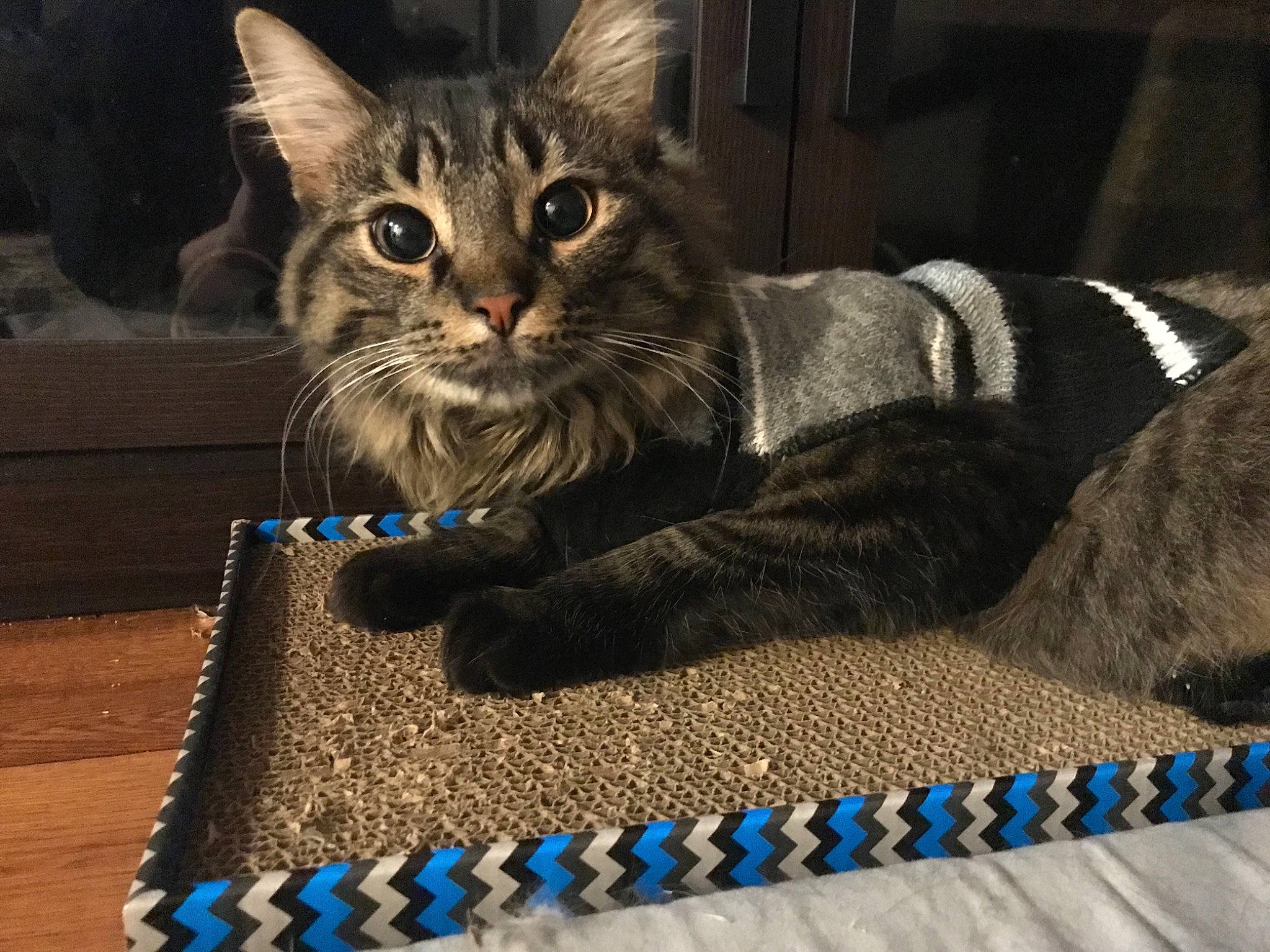 Rocket joined the competition — help win amazing prizes! carnivore, cat, cat_furniture, claw, domestic_short_haired_cat, electric_blue, felidae, flooring, fur, grey, mat, pattern, paw, sitting, small_to_medium_sized_cats, snout, tail, whiskers, wood, woolen