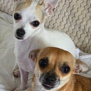 Lilly Et Vanille a rejoint le concours — aidez-le/la à gagner de superbes lots ! dog, chihuahua, two_dogs, pet, white_dog, brown_dog, close_up, big_eyes, perky_ears, snout, fur, bed, blanket, indoor, cute, portrait, looking_at_camera, companion, small_dog, animal