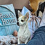 dog, chihuahua, small_dog, pet, pillow, decorative_pillow, beach_house, seashells, tropical_print, wicker_sofa, cushion, couch, tan_and_white_fur, ears_up, alert_expression, portrait, sitting, jeans, rear_leg, home_decor