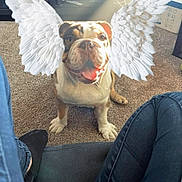 Bruno is registered to the contest to win money with this photo: angel_wings, animal, box, bulldog, carpet, casual_clothing, cute, digital_art, dog, furniture, happy, home, indoor, jeans, legs, living_room, person, pet, smiling, sunlight