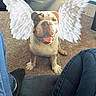 angel_wings, animal, box, bulldog, carpet, casual_clothing, cute, digital_art, dog, furniture, happy, home, indoor, jeans, legs, living_room, person, pet, smiling, sunlight