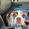 beverage_can, bulldog, car_interior, close_up, cup_holder, curious, dashboard, dog, door_panel, french_vanilla, hand, indoor, jeans, pet, puppy, seat, starbucks, steering_wheel, tripleshot, window