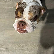 Bruno is registered to the contest to win money with this photo: dog, bulldog, pet, animal, indoor, floor, closeup, wrinkles, brown, white, cute, muzzle, canine, companion, portrait, domestic, background, standing, expression, face