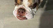 Bruno is registered to the contest to win money with this photo: animal, background, brown, bulldog, canine, closeup, companion, cute, dog, domestic, expression, face, floor, indoor, muzzle, pet, portrait, standing, white, wrinkles