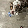 animal, brown, bulldog, crinkled, curious, dog, feet, flip_flops, floor, indoor, looking_up, mouth, pet, playful, puppy, short_hair, standing, water_bottle, white, wooden_floor