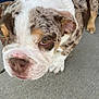 Bruno is registered to the contest to win money with this photo: dog, puppy, bulldog, close_up, pet, animal, outdoor, concrete, brown, white, speckled, ears, nose, face, fur, cute, young, canine, looking, paw