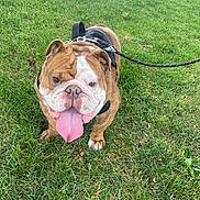 Gucci joined the competition — help win amazing prizes! bulldog, dog, pet, leash, harness, grass, outdoor, tongue, happy, animal, canine, standing, brown, white, closeup, summer, nature, mammal, companion, cute