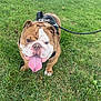 bulldog, dog, pet, leash, harness, grass, outdoor, tongue, happy, animal, canine, standing, brown, white, closeup, summer, nature, mammal, companion, cute