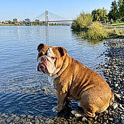 Gucci joined the competition — help win amazing prizes! animal, bridge, bulldog, calm, daytime, dog, grass, nature, outdoor, park, people, pet, reflection, river, rocks, scenic, shore, sky, trees, water