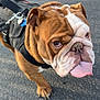 animal, brown, bulldog, canine, closeup, companion, cute, dog, friendly, harness, leash, mammal, outdoor, pavement, pet, portrait, tongue_out, walking, white, wrinkles