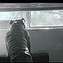 dog, window, indoor, blinds, monochrome, pet, animal, back_view, quiet, light, shadow, contemplative, seated, furniture, muscular, wrinkles, alone, daylight, wall, looking_out