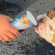 Gucci is registered to the contest to win money with this photo: animal, asphalt, bulldog, close_up, concrete, dog, drink, footwear, hand, outdoor, paper_cup, paw, person, pet, shoe, side_view, street, superman_logo, texture, tongue