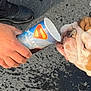 animal, asphalt, bulldog, close_up, concrete, dog, drink, footwear, hand, outdoor, paper_cup, paw, person, pet, shoe, side_view, street, superman_logo, texture, tongue