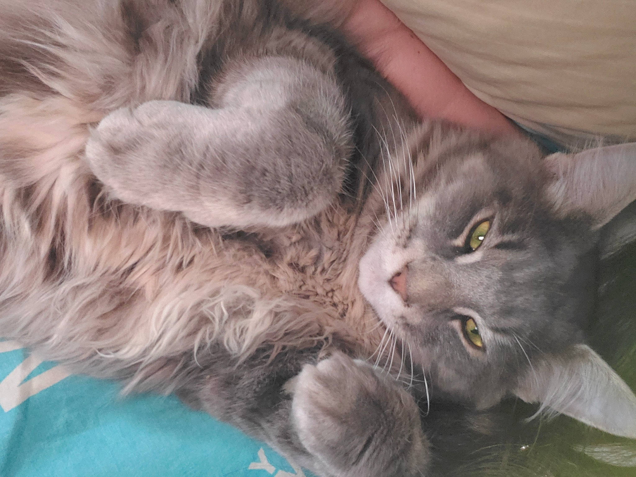 Neko a rejoint le concours — aidez-le/la à gagner de superbes lots ! carnivore, cat, claw, close_up, comfort, domestic_short_haired_cat, ear, felidae, fur, gesture, grey, nap, paw, small_to_medium_sized_cats, snout, tail, terrestrial_animal, whiskers