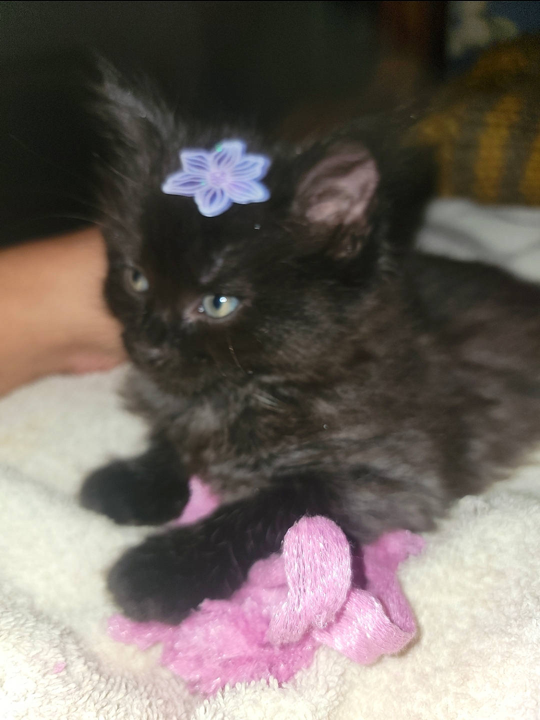 Oscar And Blakett joined the competition — help win amazing prizes! black_cat, canidae, carnivore, cat, claw, comfort, companion_dog, dog_breed, domestic_short_haired_cat, ear, fawn, felidae, fur, paw, plant, small_to_medium_sized_cats, snout, tail, toy_dog, whiskers