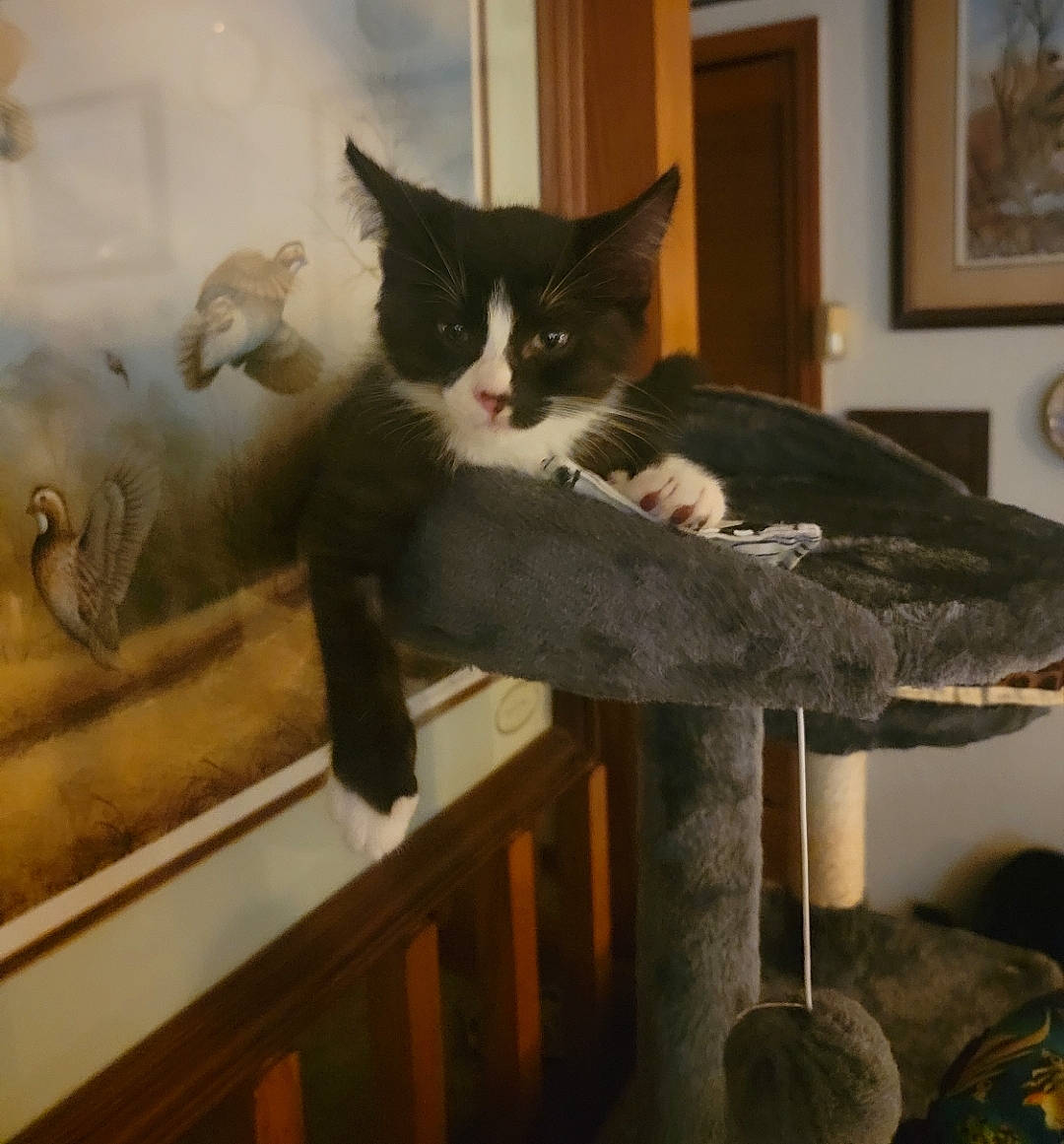 Oscar And Blakett is registered to the contest to win money with this photo: carnivore, cat, cat_supply, comfort, domestic_short_haired_cat, felidae, fur, hardwood, pet_supply, picture_frame, room, small_to_medium_sized_cats, stairs, tail, whiskers, window, wood