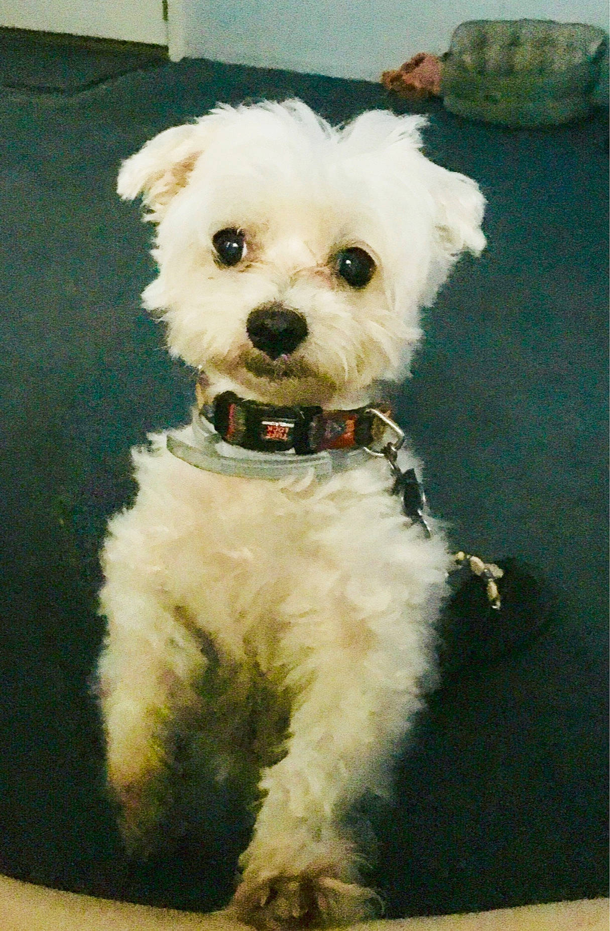 Max joined the competition — help win amazing prizes! bow_tie, canidae, carnivore, collar, companion_dog, dog, dog_breed, dog_clothes, dog_collar, dog_supply, fashion_accessory, fur, pet_supply, small_terrier, snout, sporting_group, sunglasses, terrier, toy_dog, working_animal