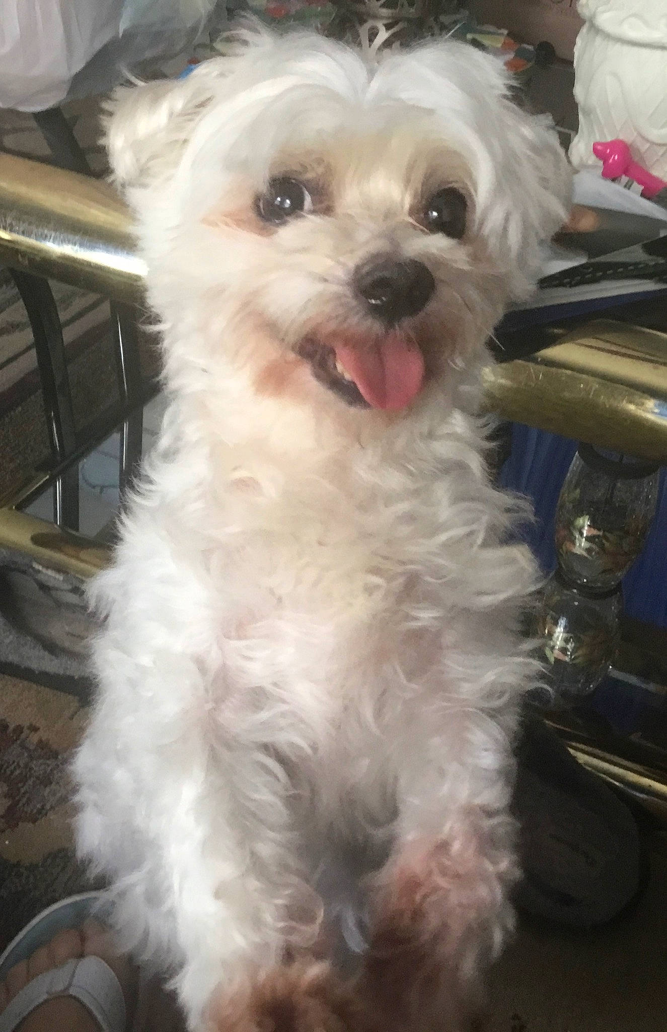 Max is registered to the contest to win money with this photo: canidae, carnivore, companion_dog, dog, dog_breed, fur, mal_shi, maltepoo, non_sporting_group, shih_poo, small_terrier, sporting_group, terrier, toy_dog, water_dog, working_animal, yorkipoo