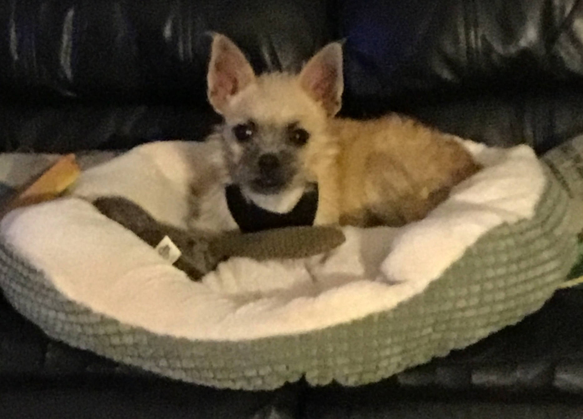 Tiny Dancer is registered to the contest to win money with this photo: canidae, carnivore, cat_supply, chihuahua, comfort, companion_dog, dog, dog_bed, dog_breed, dog_supply, fawn, fur, linens, pet_supply, snout, sporting_group, tail, toy_dog, whiskers, working_animal