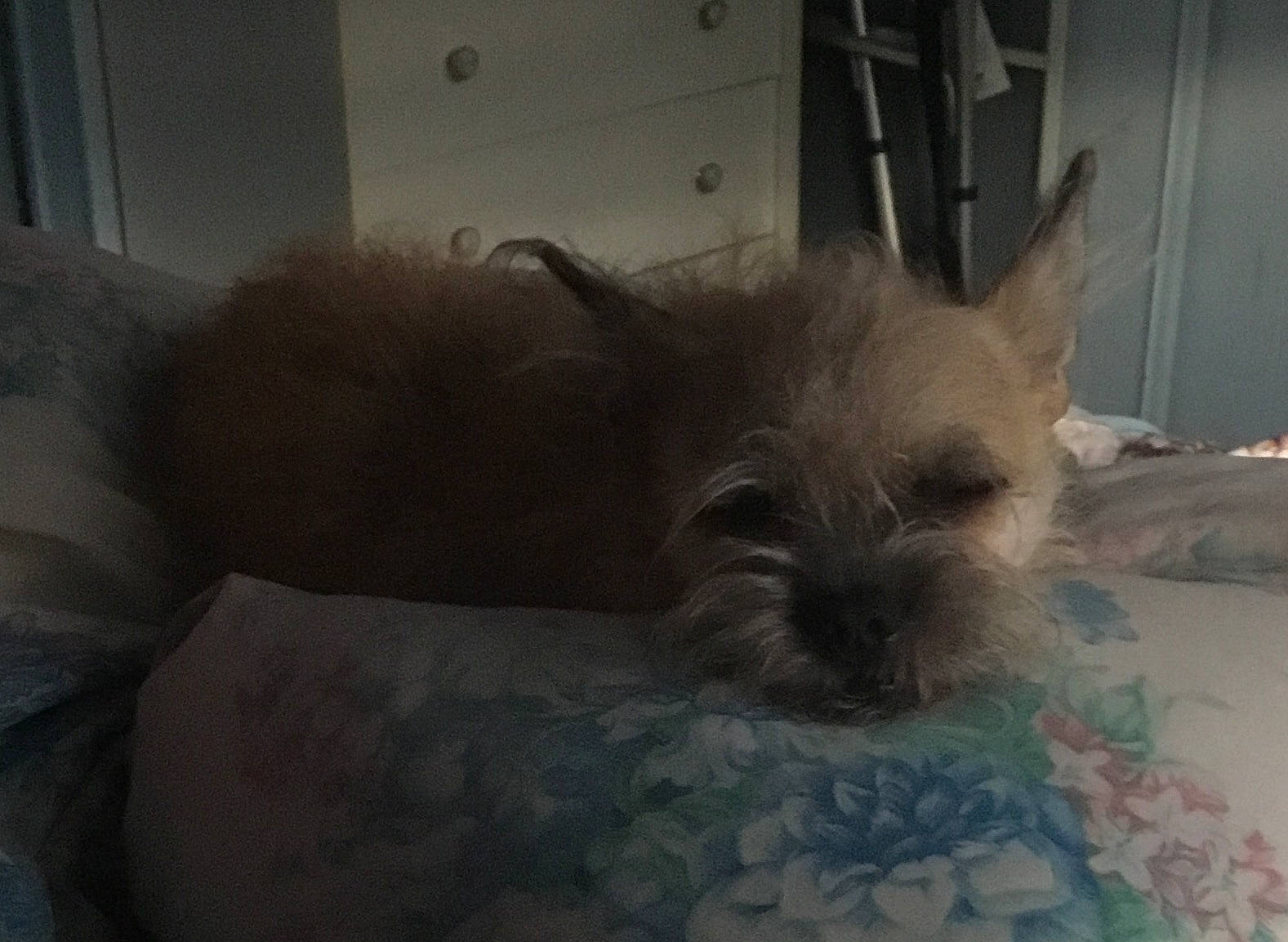 Tiny Dancer is registered to the contest to win money with this photo: canidae, carnivore, chair, comfort, companion_dog, couch, dog, dog_breed, dog_supply, fawn, fur, nap, small_terrier, snout, sporting_group, terrestrial_animal, terrier, toy_dog, whiskers, working_animal