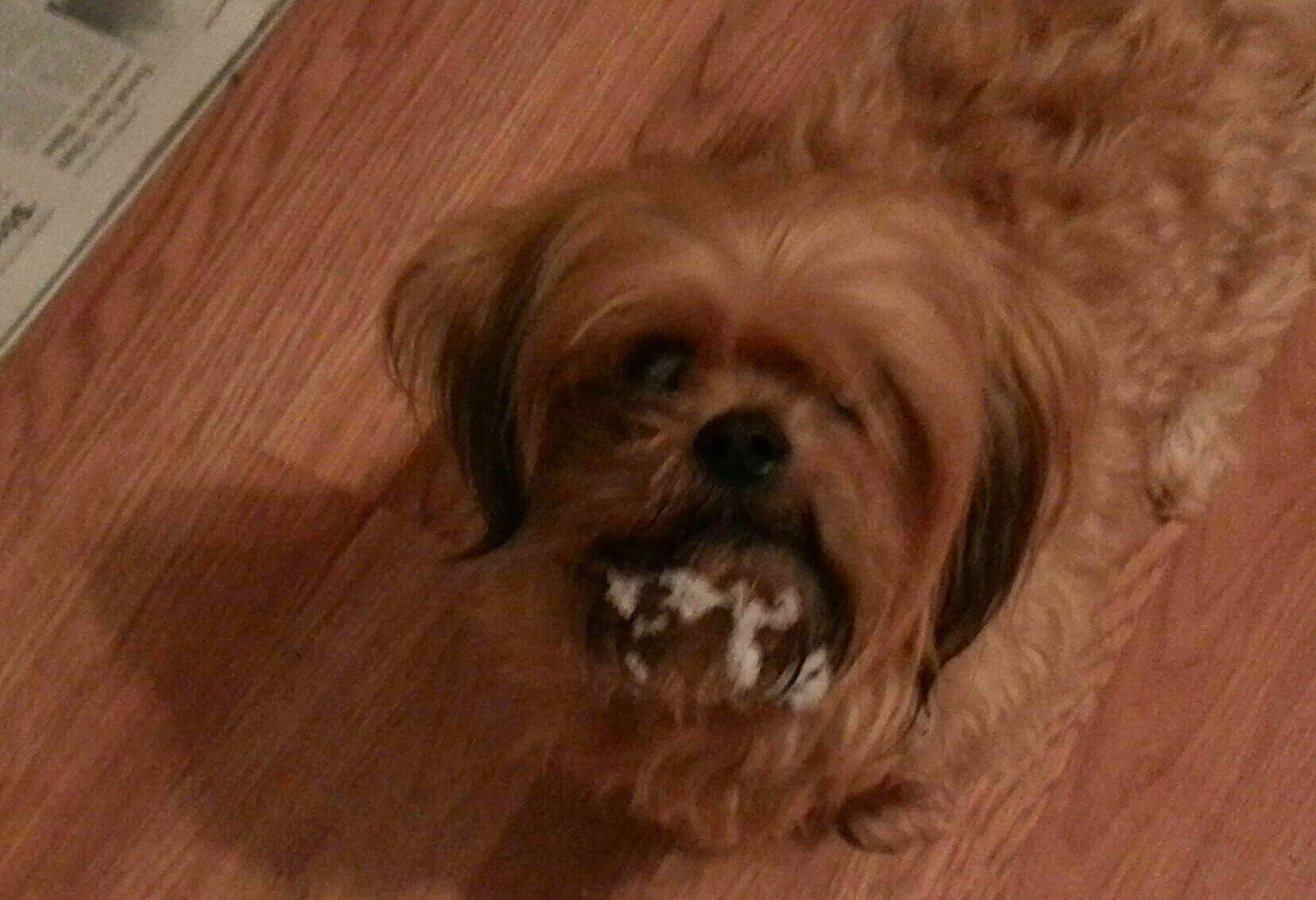 Biff joined the competition — help win amazing prizes! carnivore, companion_dog, dog, dog_breed, fawn, flooring, fur, hardwood, liver, plank, shih_tzu, small_terrier, snout, sporting_group, terrier, toy_dog, varnish, wood, wood_stain, working_animal