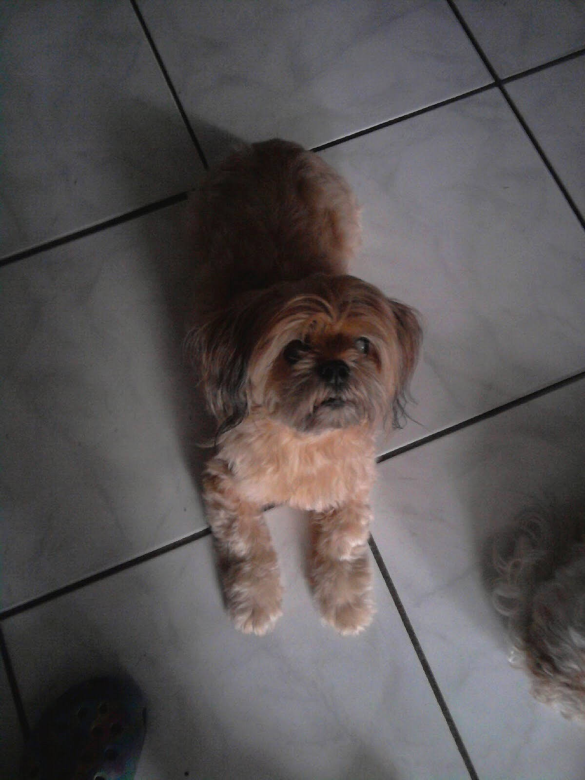 Biff is registered to the contest to win money with this photo: canidae, carnivore, companion_dog, dog, dog_breed, fawn, floor, flooring, fur, hardwood, liver, maltepoo, shih_tzu, small_terrier, snout, sporting_group, terrestrial_animal, terrier, toy_dog, working_animal