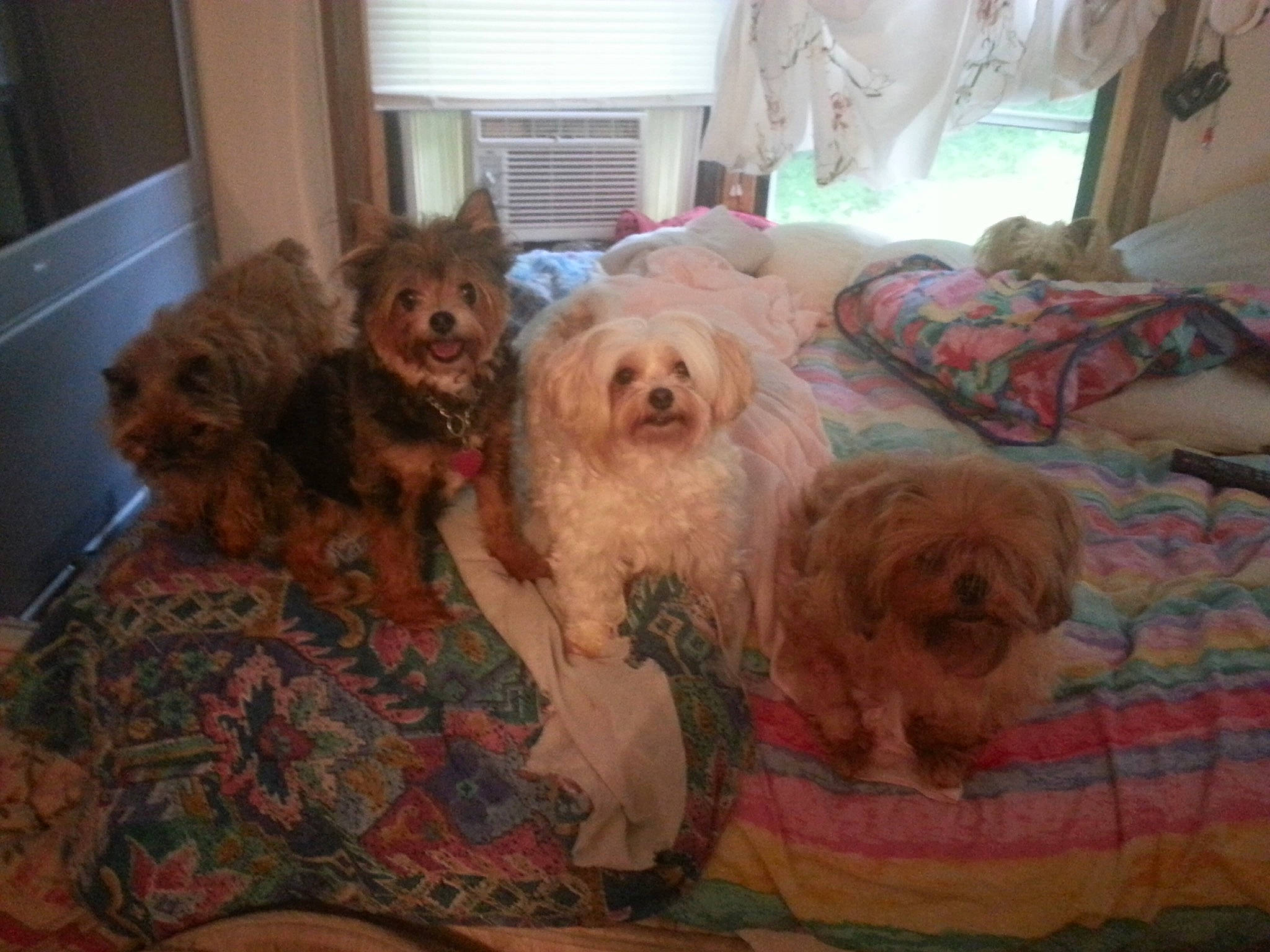 Biff is registered to the contest to win money with this photo: carnivore, comfort, companion_dog, couch, dog, dog_breed, dog_supply, flooring, fur, hardwood, labradoodle, liver, poodle_crossbreed, puppy, room, small_terrier, terrier, toy_dog, working_animal, yorkipoo