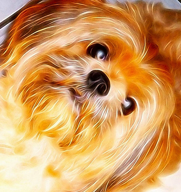 Biff is registered to the contest to win money with this photo: brown_hair, canidae, carnivore, close_up, companion_dog, dog, dog_breed, fur, liver, maltepoo, non_sporting_group, peach, puppy, small_terrier, snout, sporting_group, terrier, toy, toy_dog, whiskers