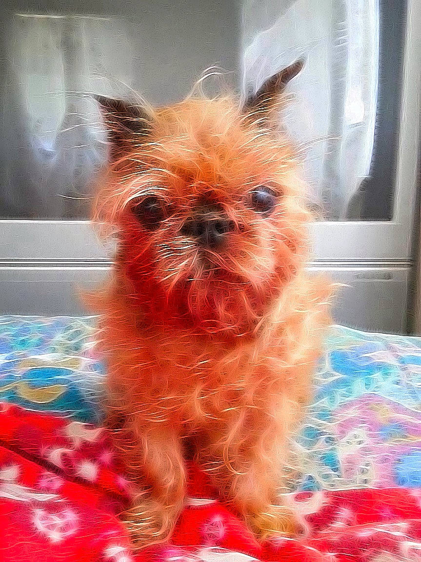 Wocket joined the competition — help win amazing prizes! canidae, carnivore, companion_dog, dog, dog_breed, dog_supply, event, fawn, flooring, fur, liver, small_terrier, snout, sporting_group, tail, terrestrial_animal, terrier, toy_dog, whiskers