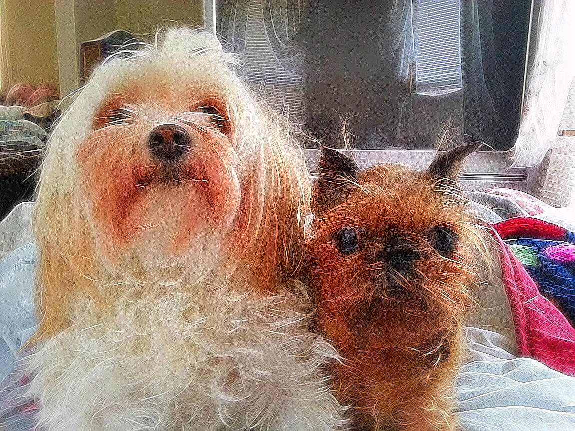 Wocket joined the competition — help win amazing prizes! beard, biewer_terrier, canidae, carnivore, companion_dog, dog, dog_breed, dog_supply, fawn, fur, liver, small_terrier, snout, sporting_group, terrier, toy, toy_dog, whiskers, working_animal, yorkipoo