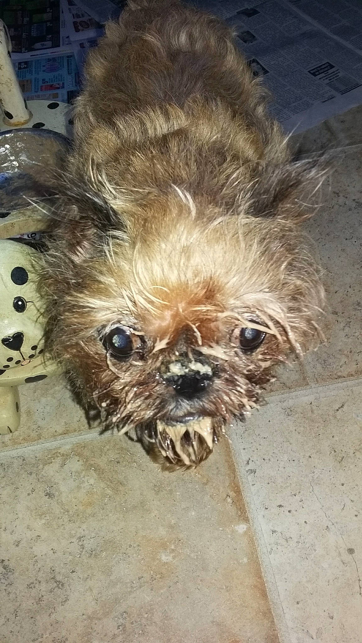 Wocket joined the competition — help win amazing prizes! canidae, carnivore, companion_dog, dog, dog_breed, dog_collar, dog_supply, fawn, fur, glasses, liver, small_terrier, snout, sporting_group, terrestrial_animal, terrier, toy_dog, whiskers, working_animal, wrinkle