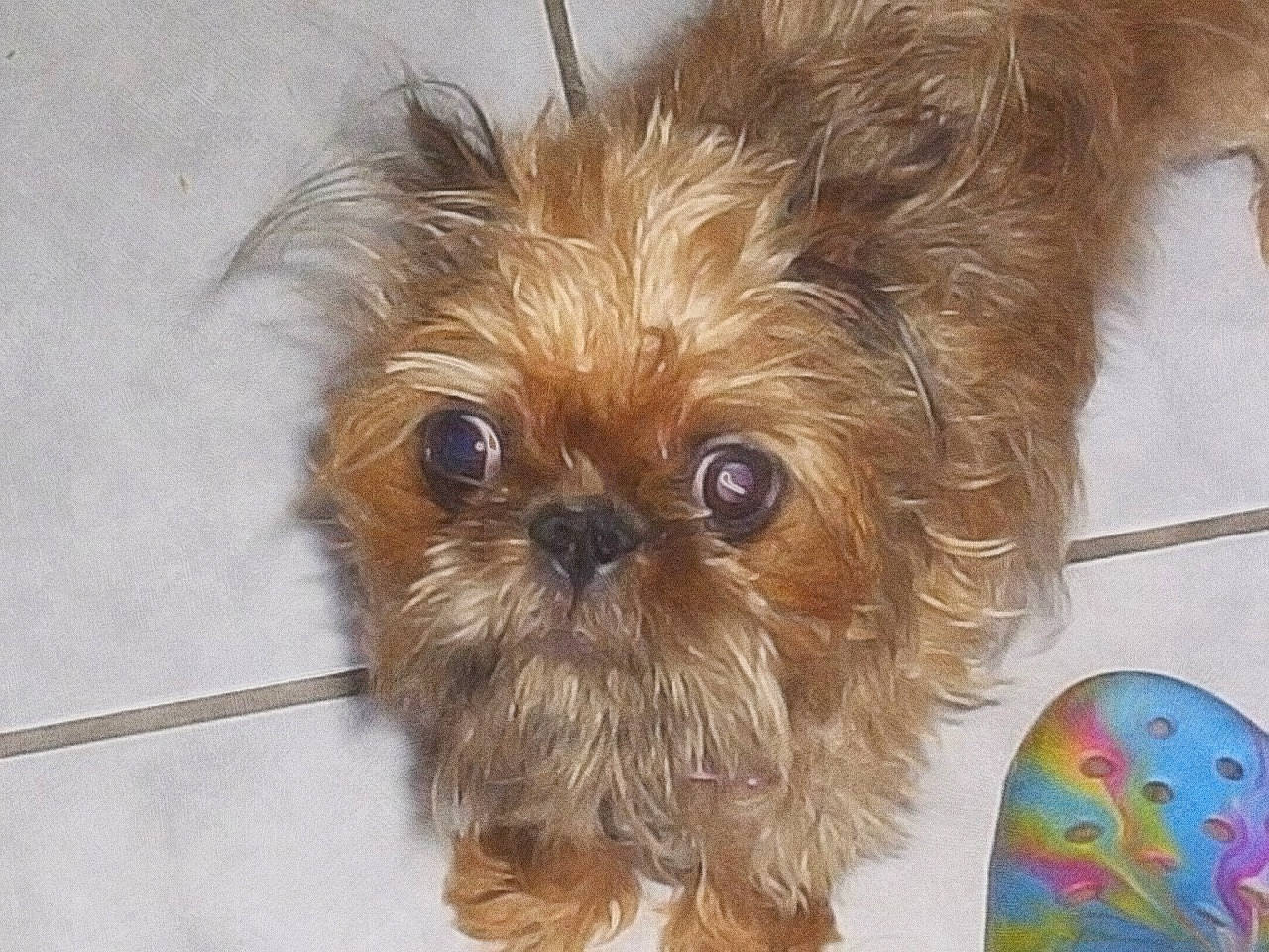 Wocket is registered to the contest to win money with this photo: canidae, carnivore, companion_dog, dog, dog_breed, dog_supply, eye, fawn, fur, liver, maltepoo, pet_supply, shih_tzu, snout, sporting_group, terrestrial_animal, terrier, toy_dog, whiskers, working_animal