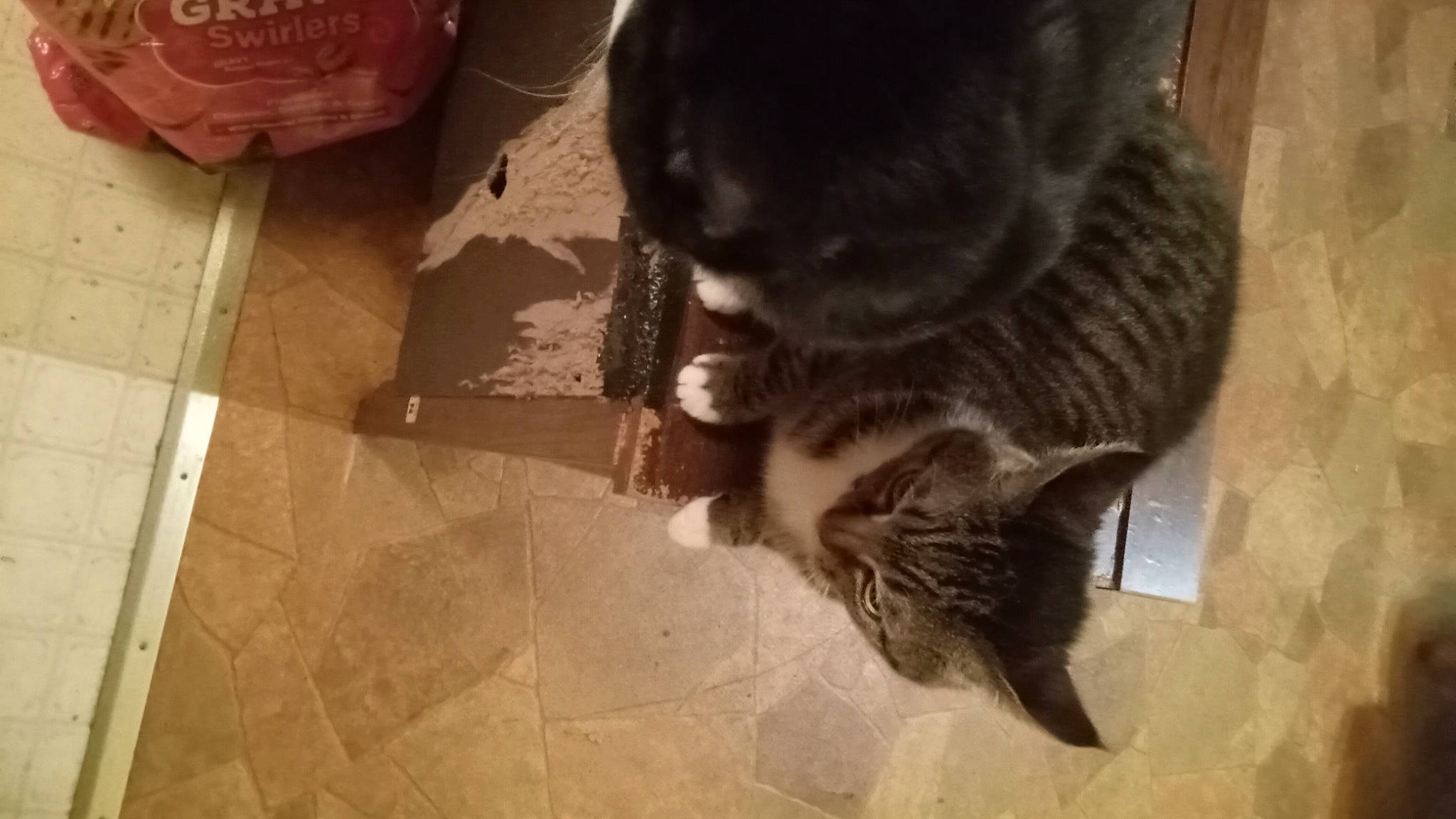 Snook joined the competition — help win amazing prizes! carmine, carnivore, cat, claw, domestic_short_haired_cat, felidae, floor, flooring, fur, hardwood, paw, small_to_medium_sized_cats, snout, tail, tile, whiskers, wood, wood_flooring