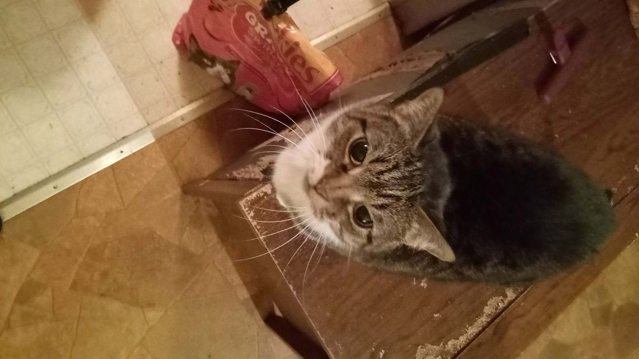 Snook joined the competition — help win amazing prizes! carnivore, cat, claw, comfort, domestic_short_haired_cat, felidae, floor, flooring, fur, hardwood, paw, small_to_medium_sized_cats, snout, tail, tile, tile_flooring, whiskers, window, wood, wood_flooring