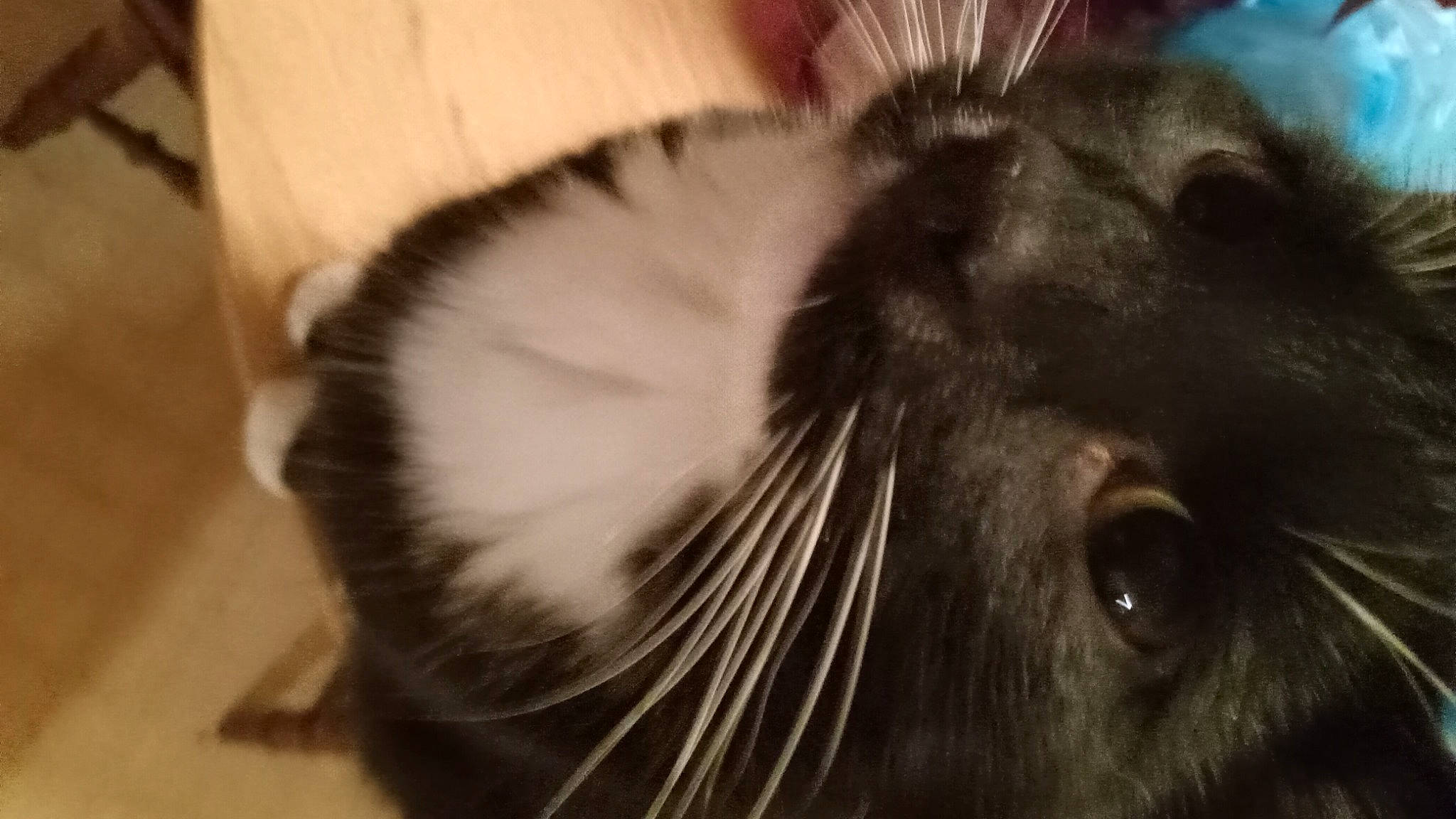 Blackie is registered to the contest to win money with this photo: carnivore, cat, domestic_short_haired_cat, ear, eye, felidae, fur, small_to_medium_sized_cats, snout, terrestrial_animal, whiskers