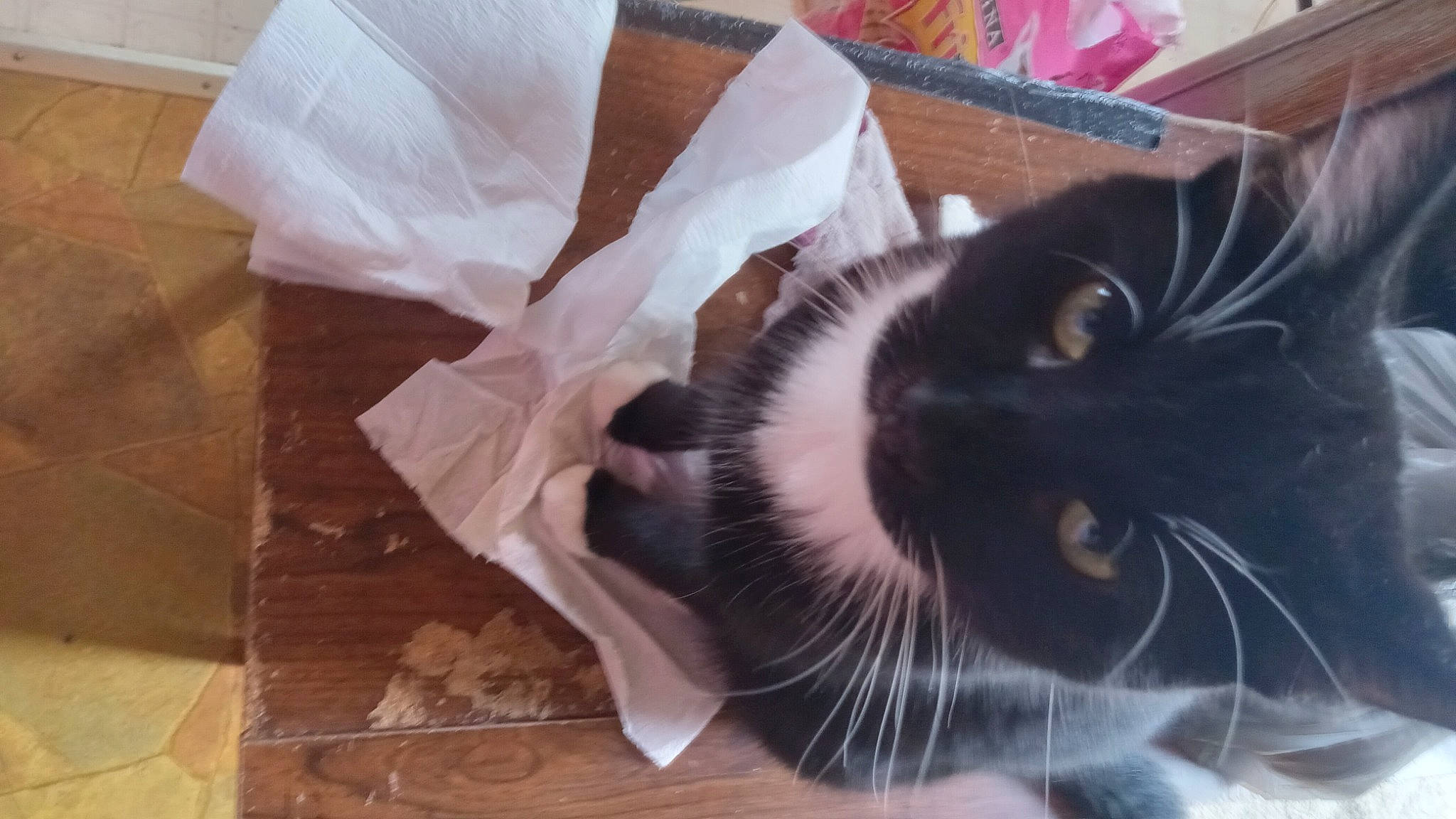 Blackie joined the competition — help win amazing prizes! carnivore, cat, claw, comfort, domestic_short_haired_cat, ear, felidae, flooring, fur, hardwood, linens, nap, paw, small_to_medium_sized_cats, snout, tail, vertebrate, whiskers, wood