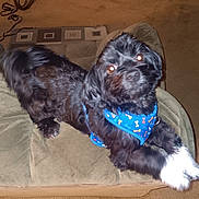 Sisco joined the competition — help win amazing prizes! animal, black_dog, blue_harness, canine, carpet, chair, companion, cushion, cute, dog, domestic_animal, flash_reflection, fur, furniture, head_tilt, indoor, looking_up, pet, relaxed, white_paws