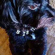 Sisco joined the competition — help win amazing prizes! dog, black_fur, white_paws, brown_eyes, necklace, jewelry, pet, animal, cute, fluffy, lying_down, close_up, indoor, carpet, fur_texture, domestic_animal, companion, relaxed, portrait, canine